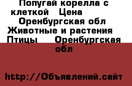 Попугай корелла с клеткой › Цена ­ 4 000 - Оренбургская обл. Животные и растения » Птицы   . Оренбургская обл.